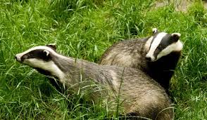 Badger Cull Badgers Playing Wild Animals