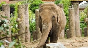 Chester Zoo Elephant Will Never Forget