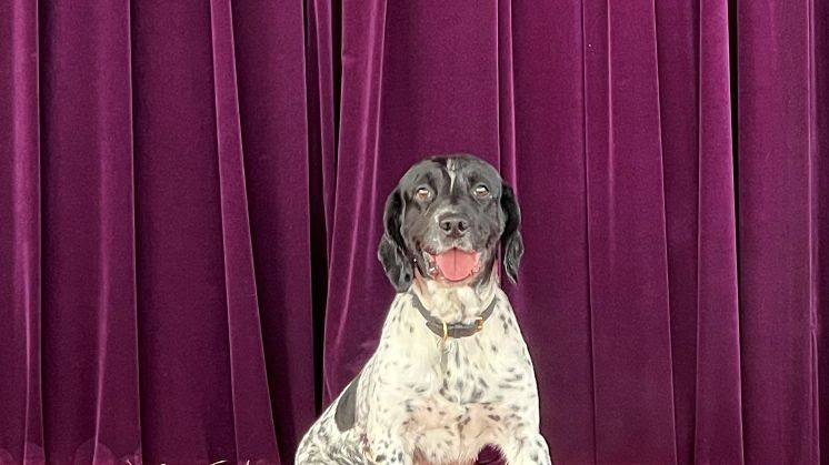 Monty the police dog sniffs out the baddies.