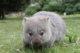 Wombat.