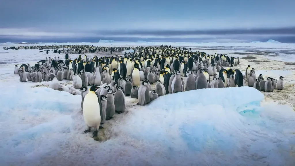 Penguin swims a marathon.