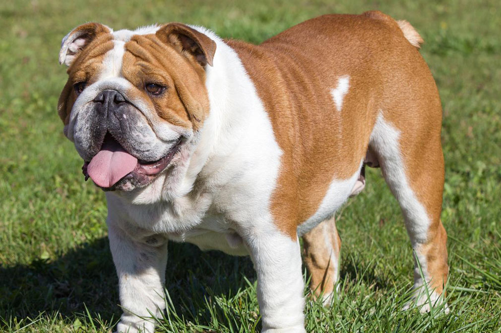 British Bulldog.