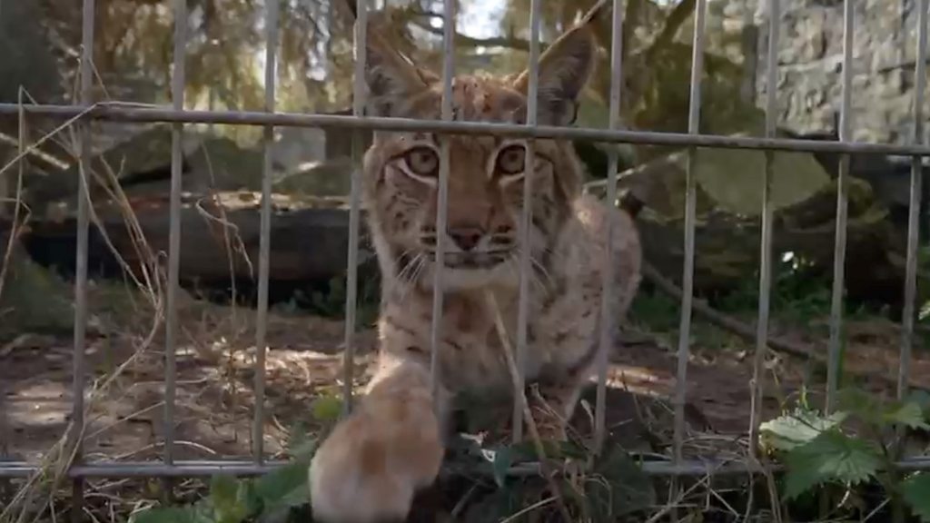 The Lynx Effect Set Free.