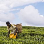 Tea fuels - everything!