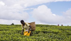 Tea fuels - everything!