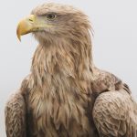 White tailed eagles