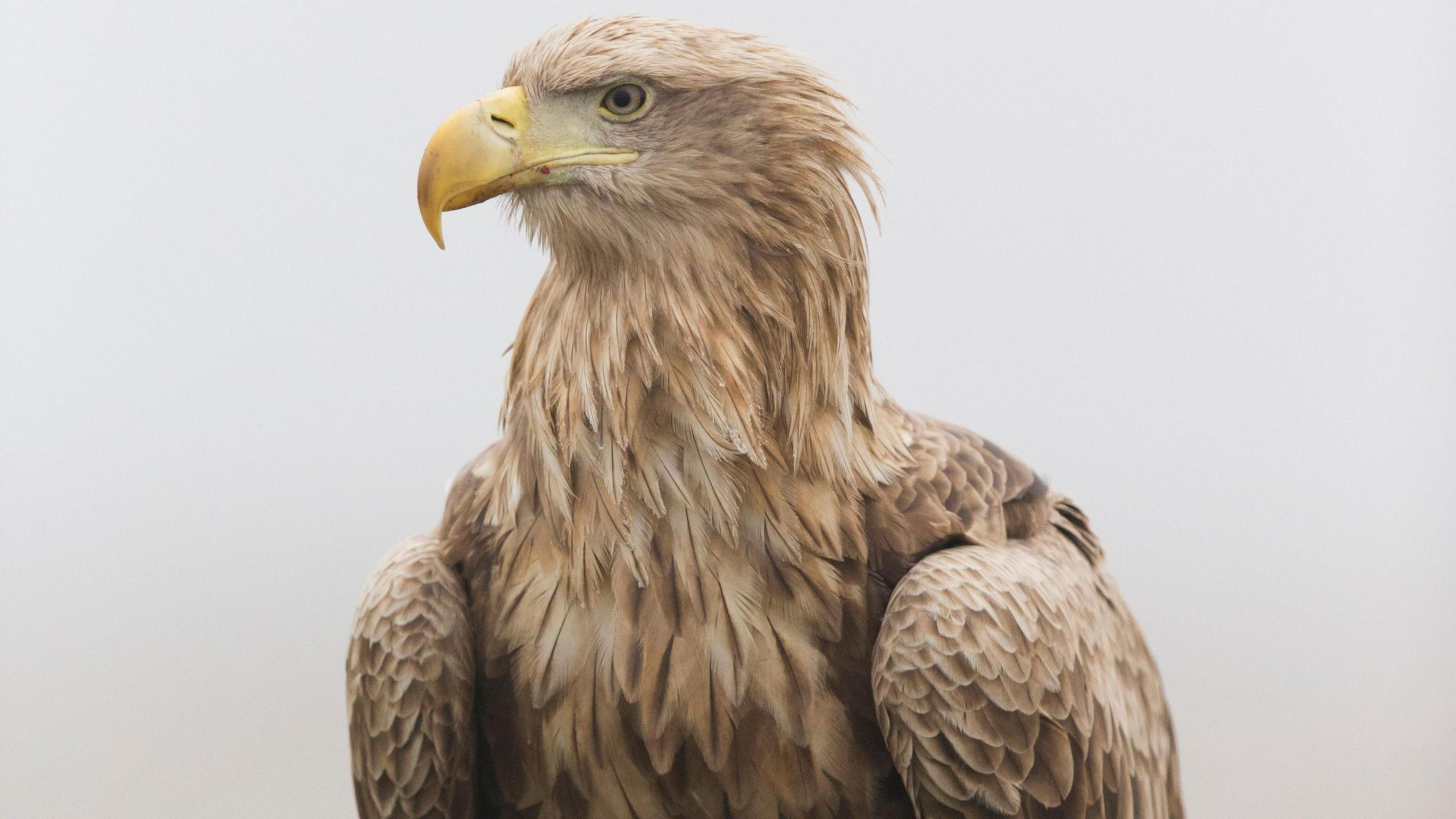 White tailed eagles