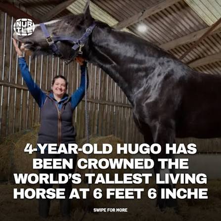 This horse is huge!